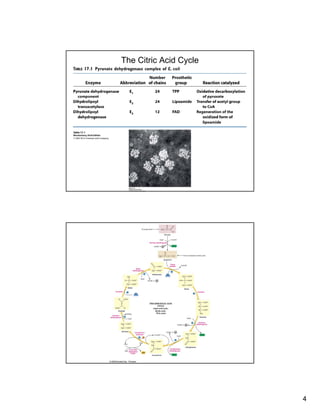 4
The Citric Acid Cycle
The Citric Acid Cycle
 