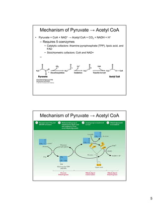 5
Mechanism of Pyruvate → Acetyl CoA
• Pyruvate + CoA + NAD+ → Acetyl CoA + CO2 + NADH + H+
– Requires 5 coenzymes
• Catalytic cofactors: thiamine pyrophosphate (TPP), lipoic acid, and
FADFAD
• Stoichiometric cofactors: CoA and NAD+
–
Mechanism of Pyruvate → Acetyl CoA
 