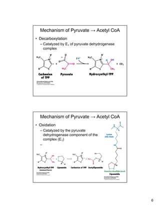 6
Mechanism of Pyruvate → Acetyl CoA
• Decarboxylation
– Catalyzed by E1 of pyruvate dehydrogenase
complexcomplex
Mechanism of Pyruvate → Acetyl CoA
• Oxidation
– Catalyzed by the pyruvate
dehydrogenase component of thedehydrogenase component of the
complex (E1)
–
 