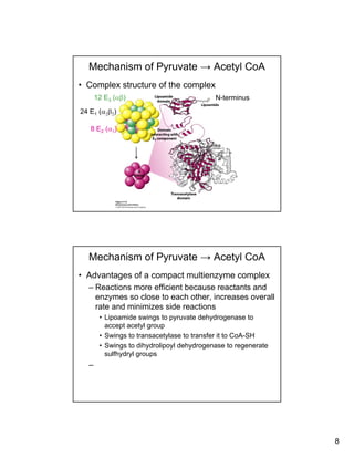 8
Mechanism of Pyruvate → Acetyl CoA
• Complex structure of the complex
12 E3 (αβ) N-terminus
24 E1 (α2β2)
8 E2 (α3)
Mechanism of Pyruvate → Acetyl CoA
• Advantages of a compact multienzyme complex
– Reactions more efficient because reactants and
enzymes so close to each other increases overallenzymes so close to each other, increases overall
rate and minimizes side reactions
• Lipoamide swings to pyruvate dehydrogenase to
accept acetyl group
• Swings to transacetylase to transfer it to CoA-SH
• Swings to dihydrolipoyl dehydrogenase to regenerate
sulfhydryl groups
–
 