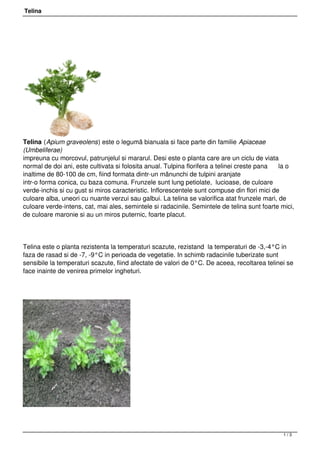 Telina




Telina (Apium graveolens) este o legumă bianuala si face parte din familie Apiaceae
(Umbeliferae)
impreuna cu morcovul, patrunjelul si mararul. Desi este o planta care are un ciclu de viata
normal de doi ani, este cultivata si folosita anual. Tulpina florifera a telinei creste pana  la o
inaltime de 80-100 de cm, fiind formata dintr-un mănunchi de tulpini aranjate
intr-o forma conica, cu baza comuna. Frunzele sunt lung petiolate,  lucioase, de culoare
verde-inchis si cu gust si miros caracteristic. Inflorescentele sunt compuse din flori mici de
culoare alba, uneori cu nuante verzui sau galbui. La telina se valorifica atat frunzele mari, de
culoare verde-intens, cat, mai ales, semintele si radacinile. Semintele de telina sunt foarte mici,
de culoare maronie si au un miros puternic, foarte placut.




Telina este o planta rezistenta la temperaturi scazute, rezistand  la temperaturi de -3,-4°C in
faza de rasad si de -7, -9°C in perioada de vegetatie. In schimb radacinile tuberizate sunt
sensibile la temperaturi scazute, fiind afectate de valori de 0°C. De aceea, recoltarea telinei se
face inainte de venirea primelor ingheturi.




                                                                                               1/3
 