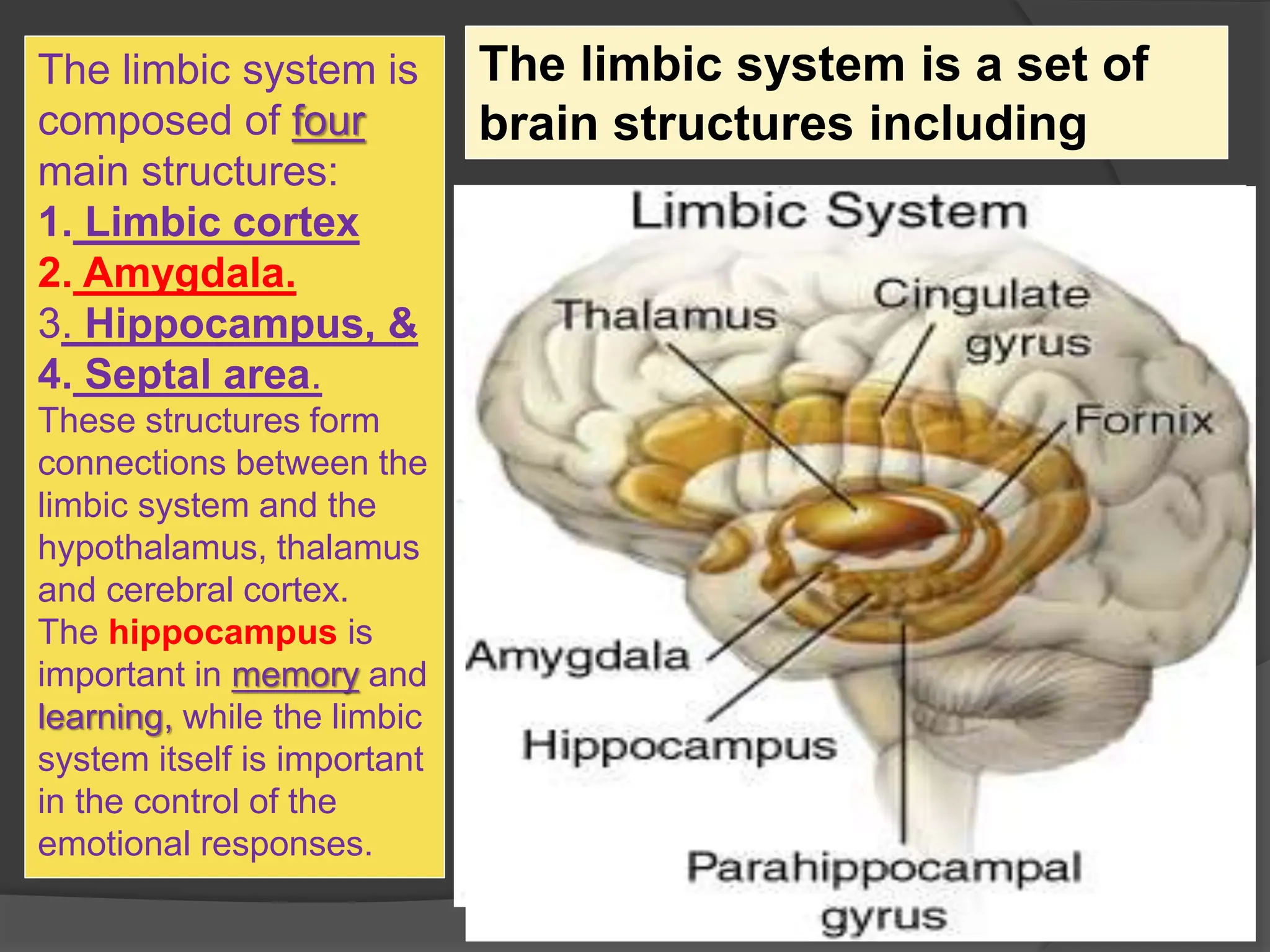 The limbic system is
composed of four
main structures:
1. Limbic cortex
2. Amygdala.
3. Hippocampus, &
4. Septal area.
These structures form
connections between the
limbic system and the
hypothalamus, thalamus
and cerebral cortex.
The hippocampus is
important in memory and
learning, while the limbic
system itself is important
in the control of the
emotional responses.
The limbic system is a set of
brain structures including
 