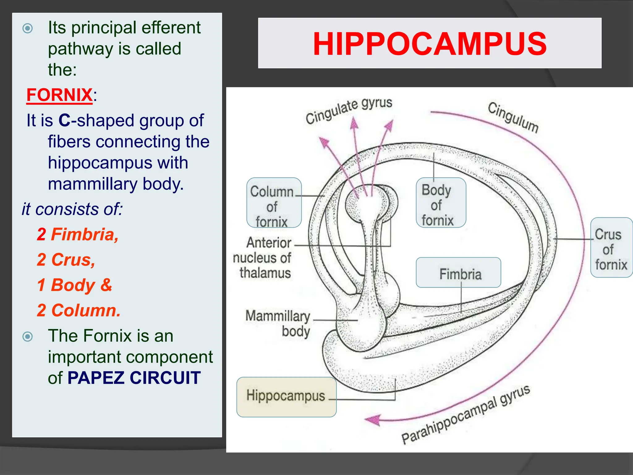 HIPPOCAMPUS
 Its principal efferent
pathway is called
the:
FORNIX:
It is C-shaped group of
fibers connecting the
hippocampus with
mammillary body.
it consists of:
2 Fimbria,
2 Crus,
1 Body &
2 Column.
 The Fornix is an
important component
of PAPEZ CIRCUIT
 
