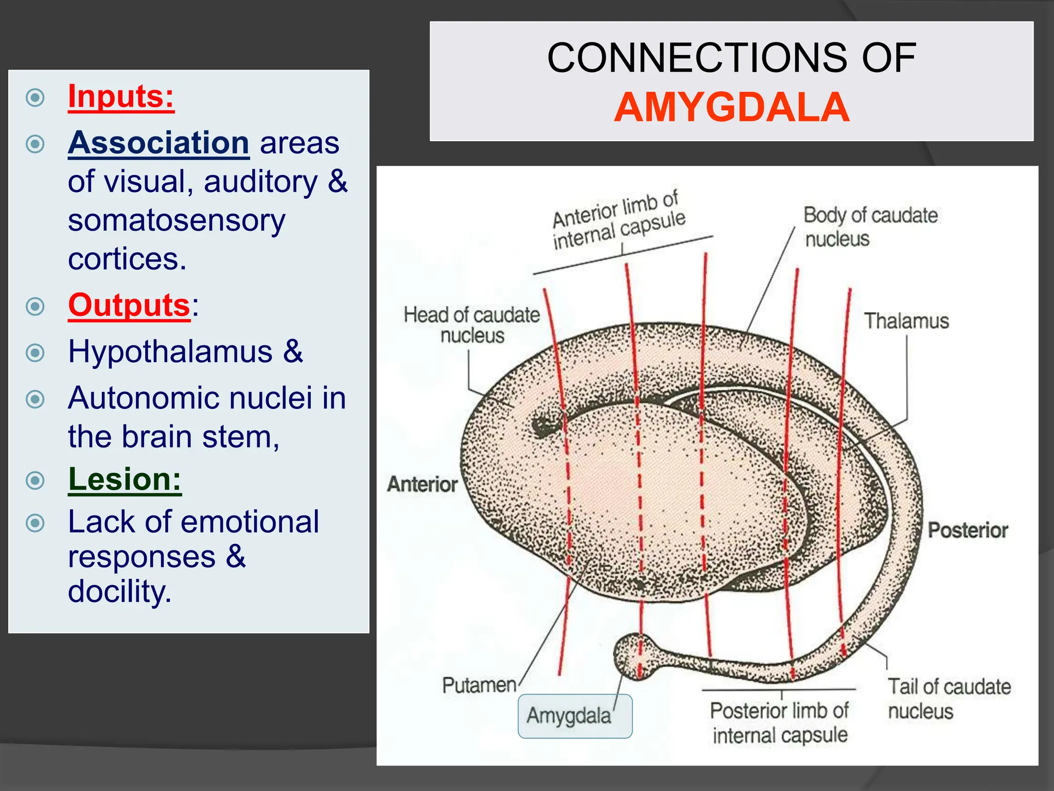 CONNECTIONS OF
AMYGDALA
 Inputs:
 Association areas
of visual, auditory &
somatosensory
cortices.
 Outputs:
 Hypothalamus &
 Autonomic nuclei in
the brain stem,
 Lesion:
 Lack of emotional
responses &
docility.
 