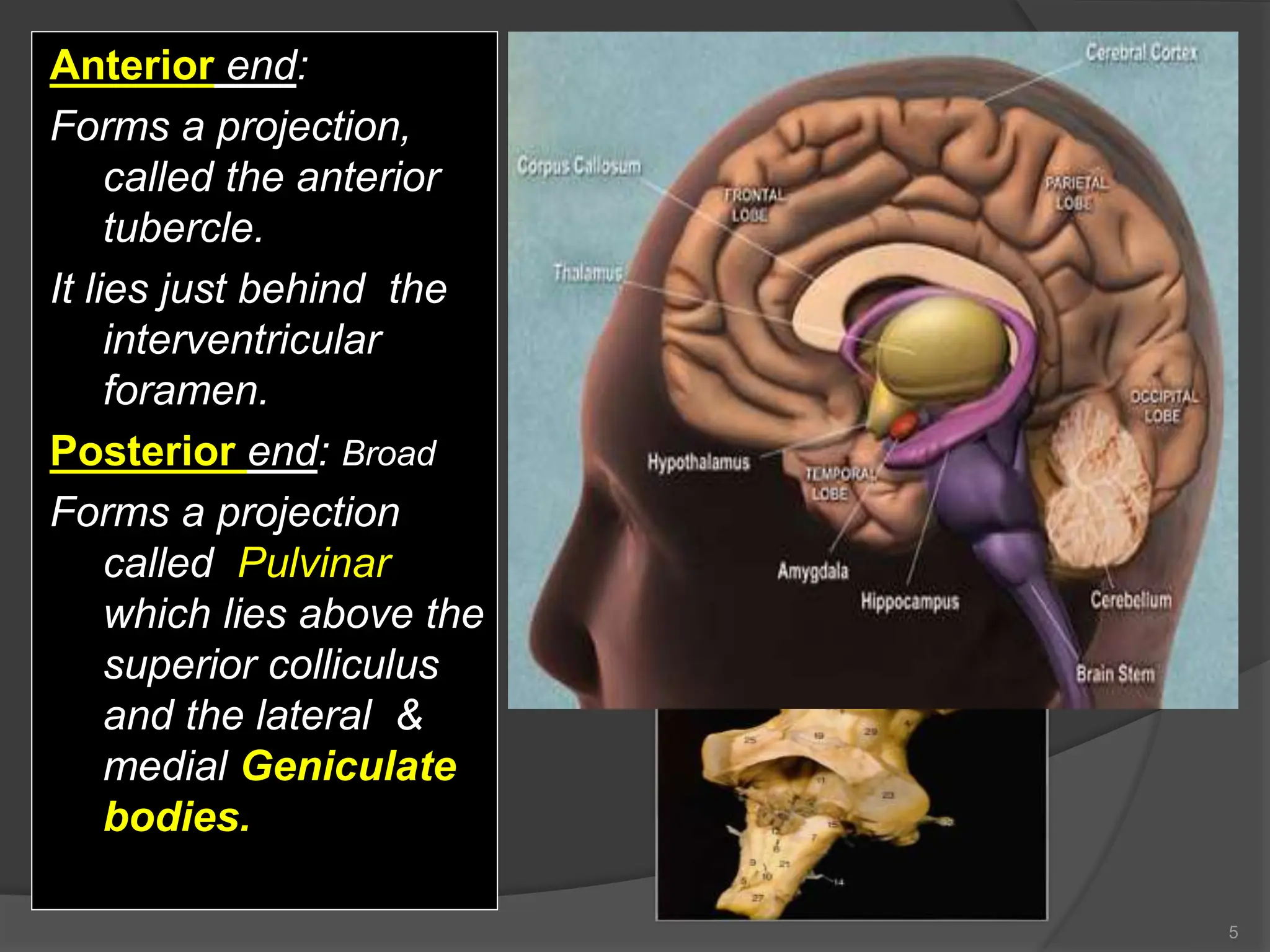Anterior end:
Forms a projection,
called the anterior
tubercle.
It lies just behind the
interventricular
foramen.
Posterior end: Broad
Forms a projection
called Pulvinar
which lies above the
superior colliculus
and the lateral &
medial Geniculate
bodies.
5
 