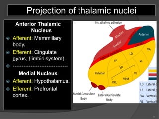 Projection of thalamic nuclei
Anterior Thalamic
Nucleus
 Afferent: Mammillary
body.
 Efferent: Cingulate
gyrus, (limbic system)
 -------------------------------
Medial Nucleus
 Afferent: Hypothalamus.
 Efferent: Prefrontal
cortex.
10
 