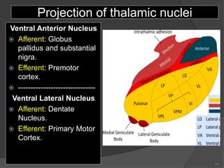 Projection of thalamic nuclei
Ventral Anterior Nucleus
 Afferent: Globus
pallidus and substantial
nigra.
 Efferent: Premotor
cortex.
 -------------------------------
Ventral Lateral Nucleus
 Afferent: Dentate
Nucleus.
 Efferent: Primary Motor
Cortex.
11
 
