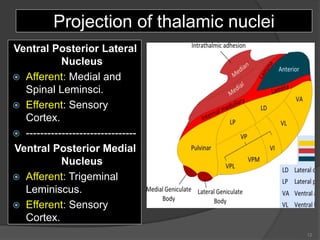 Projection of thalamic nuclei
Ventral Posterior Lateral
Nucleus
 Afferent: Medial and
Spinal Leminsci.
 Efferent: Sensory
Cortex.
 -------------------------------
Ventral Posterior Medial
Nucleus
 Afferent: Trigeminal
Leminiscus.
 Efferent: Sensory
Cortex.
12
 