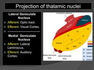 Projection of thalamic nuclei
Lateral Geniculate
Nucleus
 Afferent: Optic tract.
 Efferent: Visual Cortex.
 -------------------------------
Medial Geniculate
Nucleus
 Afferent: Lateral
Leminiscus.
 Efferent: Auditory
Cortex.
13
 