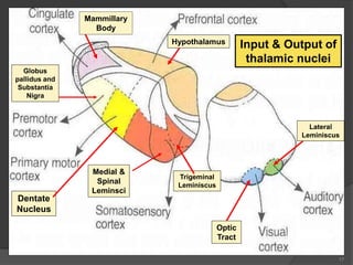 17
Input & Output of
thalamic nuclei
Mammillary
Body
Optic
Tract
Lateral
Leminiscus
Medial &
Spinal
Leminsci
Trigeminal
Leminiscus
Globus
pallidus and
Substantia
Nigra
Dentate
Nucleus
Hypothalamus
 