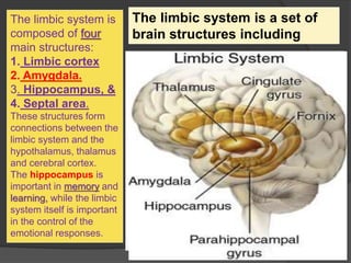 The limbic system is
composed of four
main structures:
1. Limbic cortex
2. Amygdala.
3. Hippocampus, &
4. Septal area.
These structures form
connections between the
limbic system and the
hypothalamus, thalamus
and cerebral cortex.
The hippocampus is
important in memory and
learning, while the limbic
system itself is important
in the control of the
emotional responses.
The limbic system is a set of
brain structures including
 