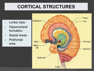 CORTICAL STRUCTURES
1. Limbic lobe.
2. Hippocampal
formation.
3. Septal areas.
4. Prefrontal
area.
 