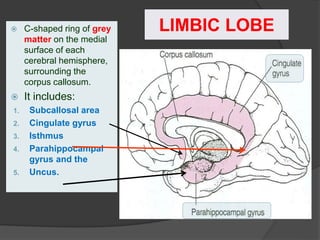 LIMBIC LOBE
 C-shaped ring of grey
matter on the medial
surface of each
cerebral hemisphere,
surrounding the
corpus callosum.
 It includes:
1. Subcallosal area
2. Cingulate gyrus
3. Isthmus
4. Parahippocampal
gyrus and the
5. Uncus.
 
