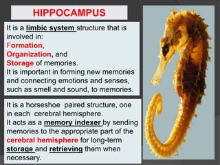 It is a limbic system structure that is
involved in:
Formation,
Organization, and
Storage of memories.
It is important in forming new memories
and connecting emotions and senses,
such as smell and sound, to memories.
It is a horseshoe paired structure, one
in each cerebral hemisphere.
It acts as a memory indexer by sending
memories to the appropriate part of the
cerebral hemisphere for long-term
storage and retrieving them when
necessary.
HIPPOCAMPUS
 
