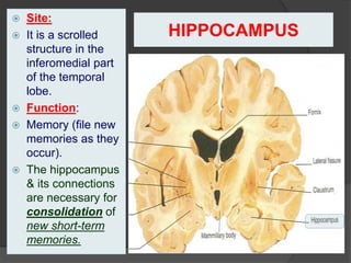 HIPPOCAMPUS
 Site:
 It is a scrolled
structure in the
inferomedial part
of the temporal
lobe.
 Function:
 Memory (file new
memories as they
occur).
 The hippocampus
& its connections
are necessary for
consolidation of
new short-term
memories.
 