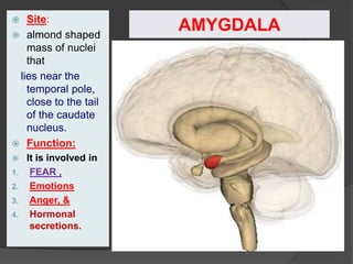 AMYGDALA
 Site:
 almond shaped
mass of nuclei
that
lies near the
temporal pole,
close to the tail
of the caudate
nucleus.
 Function:
 It is involved in
1. FEAR ,
2. Emotions
3. Anger, &
4. Hormonal
secretions.
 