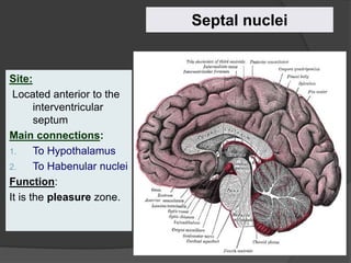 Site:
Located anterior to the
interventricular
septum
Main connections:
1. To Hypothalamus
2. To Habenular nuclei
Function:
It is the pleasure zone.
Septal nuclei
 