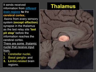 3
It sends received
information from different
brain regions to the
cerebral cortex.
Axons from every sensory
system (except olfaction)
synapse in the thalamus
as the last relay site 'last
pit stop' before the
information reaches the
cerebral cortex.
There are some thalamic
nuclei that receive input
from:
1. Cerebellar nuclei,
2. Basal ganglia- and
3. Limbic-related brain
regions.
Thalamus
 