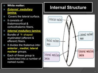 Internal Structure
 White matter:
 External medullary
lamina:
 Covers the lateral surface.
 It consists of
thalamocortical &
corticothalamic fibers.
 Internal medullary lamina:
 Bundle of Y- shaped
myelinated (afferent &
efferent) fibers.
 It divides the thalamus into:
anterior , medial, lateral
nuclear groups.
 Each of these group is
subdivided into a number of
named nuclei.
6
 