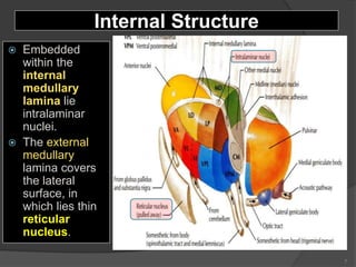 Internal Structure
 Embedded
within the
internal
medullary
lamina lie
intralaminar
nuclei.
 The external
medullary
lamina covers
the lateral
surface, in
which lies thin
reticular
nucleus.
7
 