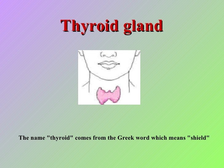 17. thyroid gland