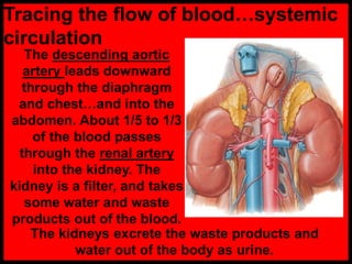 Tracing the flow of blood…systemic
circulation
The descending aortic
artery leads downward
through the diaphragm
and chest…and into the
abdomen. About 1/5 to 1/3
of the blood passes
through the renal artery
into the kidney. The
kidney is a filter, and takes
some water and waste
products out of the blood.
The kidneys excrete the waste products and
water out of the body as urine.
 