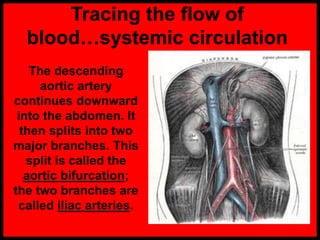 Tracing the flow of
blood…systemic circulation
The descending
aortic artery
continues downward
into the abdomen. It
then splits into two
major branches. This
split is called the
aortic bifurcation;
the two branches are
called iliac arteries.
 