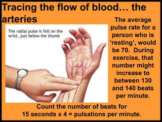 Tracing the flow of blood… the
arteries
Count the number of beats for
15 seconds x 4 = pulsations per minute.
The average
pulse rate for a
person who is
‘resting’, would
be 70. During
exercise, that
number might
increase to
between 130
and 140 beats
per minute.
 