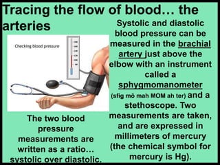 Systolic and diastolic
blood pressure can be
measured in the brachial
artery just above the
elbow with an instrument
called a
sphygmomanometer
(sfig mō mah MOM ah ter) and a
stethoscope. Two
measurements are taken,
and are expressed in
millimeters of mercury
(the chemical symbol for
mercury is Hg).
Tracing the flow of blood… the
arteries
The two blood
pressure
measurements are
written as a ratio…
systolic over diastolic.
 