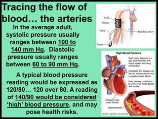 In the average adult,
systolic pressure usually
ranges between 100 to
140 mm Hg. Diastolic
pressure usually ranges
between 60 to 90 mm Hg.
Tracing the flow of
blood… the arteries
A typical blood pressure
reading would be expressed as
120/80… 120 over 80. A reading
of 140/90 would be considered
‘high’ blood pressure, and may
pose health risks.
 