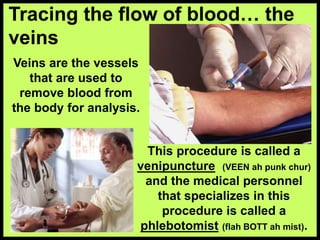Veins are the vessels
that are used to
remove blood from
the body for analysis.
Tracing the flow of blood… the
veins
This procedure is called a
venipuncture (VEEN ah punk chur)
and the medical personnel
that specializes in this
procedure is called a
phlebotomist (flah BOTT ah mist).
 