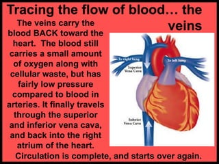 The veins carry the
blood BACK toward the
heart. The blood still
carries a small amount
of oxygen along with
cellular waste, but has
fairly low pressure
compared to blood in
arteries. It finally travels
through the superior
and inferior vena cava,
and back into the right
atrium of the heart.
Tracing the flow of blood… the
veins
Circulation is complete, and starts over again.
 