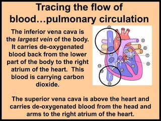 Tracing the flow of
blood…pulmonary circulation
The inferior vena cava is
the largest vein of the body.
It carries de-oxygenated
blood back from the lower
part of the body to the right
atrium of the heart. This
blood is carrying carbon
dioxide.
The superior vena cava is above the heart and
carries de-oxygenated blood from the head and
arms to the right atrium of the heart.
 