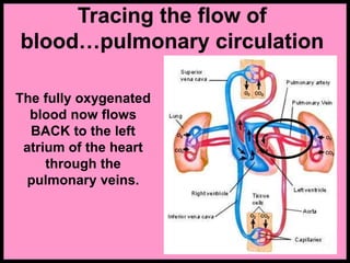 Tracing the flow of
blood…pulmonary circulation
The fully oxygenated
blood now flows
BACK to the left
atrium of the heart
through the
pulmonary veins.
 
