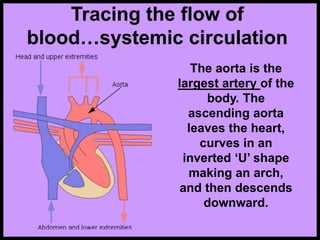 Tracing the flow of
blood…systemic circulation
The aorta is the
largest artery of the
body. The
ascending aorta
leaves the heart,
curves in an
inverted ‘U’ shape
making an arch,
and then descends
downward.
 