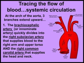 Tracing the flow of
blood…systemic circulation
At the arch of the aorta, 3
branches extend upward…
1. The brachiocephalic
artery (or innominate
artery) quickly divides into
the right subclavian artery
that supplies blood to the
right arm and upper torso
AND the right common
carotid artery that supplies
the head and neck.
 