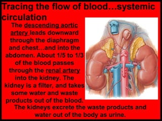 The descending aortic
artery leads downward
through the diaphragm
and chest…and into the
abdomen. About 1/5 to 1/3
of the blood passes
through the renal artery
into the kidney. The
kidney is a filter, and takes
some water and waste
products out of the blood.
The kidneys excrete the waste products and
water out of the body as urine.
 