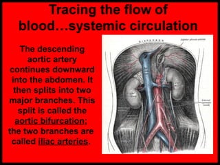 The descending
aortic artery
continues downward
into the abdomen. It
then splits into two
major branches. This
split is called the
aortic bifurcation;
the two branches are
called iliac arteries.
 