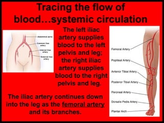 The left iliac
artery supplies
blood to the left
pelvis and leg;
the right iliac
artery supplies
blood to the right
pelvis and leg.
The iliac artery continues down
into the leg as the femoral artery
and its branches.
 