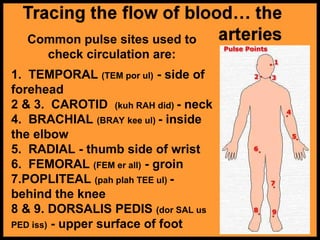 Common pulse sites used to
check circulation are:
1. TEMPORAL (TEM por ul) - side of
forehead
2 & 3. CAROTID (kuh RAH did) - neck
4. BRACHIAL (BRAY kee ul) - inside
the elbow
5. RADIAL - thumb side of wrist
6. FEMORAL (FEM er all) - groin
7.POPLITEAL (pah plah TEE ul) -
behind the knee
8 & 9. DORSALIS PEDIS (dor SAL us
PED iss) - upper surface of foot
 