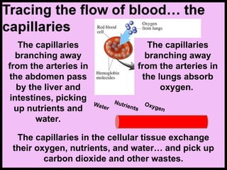 The capillaries
branching away
from the arteries in
the abdomen pass
by the liver and
intestines, picking
up nutrients and
water.
The capillaries in the cellular tissue exchange
their oxygen, nutrients, and water… and pick up
carbon dioxide and other wastes.
The capillaries
branching away
from the arteries in
the lungs absorb
oxygen.
Nutrients
Water
Oxygen
 