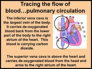 The inferior vena cava is
the largest vein of the body.
It carries de-oxygenated
blood back from the lower
part of the body to the right
atrium of the heart. This
blood is carrying carbon
dioxide.
The superior vena cava is above the heart and
carries de-oxygenated blood from the head and
arms to the right atrium of the heart.
 