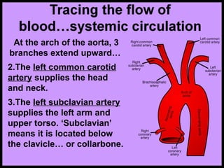 At the arch of the aorta, 3
branches extend upward…
2.The left common carotid
artery supplies the head
and neck.
3.The left subclavian artery
supplies the left arm and
upper torso. ‘Subclavian’
means it is located below
the clavicle… or collarbone.
 