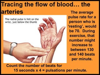 Count the number of beats for
15 seconds x 4 = pulsations per minute.
The average
pulse rate for a
person who is
‘resting’, would
be 70. During
exercise, that
number might
increase to
between 130
and 140 beats
per minute.
 