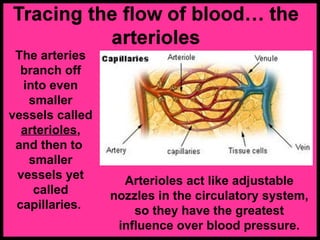 Arterioles act like adjustable
nozzles in the circulatory system,
so they have the greatest
influence over blood pressure.
The arteries
branch off
into even
smaller
vessels called
arterioles,
and then to
smaller
vessels yet
called
capillaries.
 