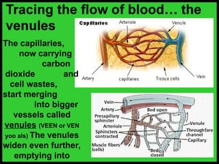 The capillaries,
now carrying
carbon
dioxide and
cell wastes,
start merging
into bigger
vessels called
venules (VEEN or VEN
yoo als) The venules
widen even further,
emptying into
 