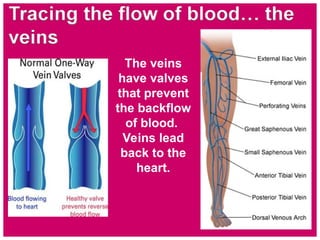 The veins
have valves
that prevent
the backflow
of blood.
Veins lead
back to the
heart.
 