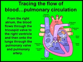 From the right
atrium, the blood
flows through the
tricuspid valve to
the right ventricle
and then onto the
lungs through the
pulmonary valve
and pulmonary
artery.
 