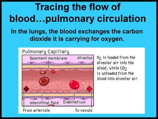 In the lungs, the blood exchanges the carbon
dioxide it is carrying for oxygen.
 