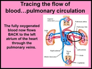 The fully oxygenated
blood now flows
BACK to the left
atrium of the heart
through the
pulmonary veins.
 
